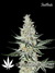 Auto Californian Snow fem - автоцветущие феминизированные семена конопли от Fast Buds