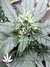 Auto Californian Snow fem - автоцветущие феминизированные семена конопли от Fast Buds