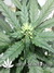 Auto Californian Snow fem - автоцветущие феминизированные семена конопли от Fast Buds