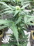 Auto Californian Snow fem - автоцветущие феминизированные семена конопли от Fast Buds