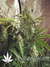 Auto Californian Snow fem - автоцветущие феминизированные семена конопли от Fast Buds