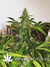 Auto Californian Snow fem - автоцветущие феминизированные семена конопли от Fast Buds