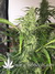 Auto Californian Snow fem - автоцветущие феминизированные семена конопли от Fast Buds