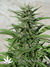 AutoDurban Poison - автофеминизированные семена конопли от Dutch Passion
