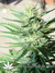 AutoDurban Poison - автофеминизированные семена конопли от Dutch Passion