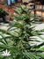AutoDurban Poison - автофеминизированные семена конопли от Dutch Passion