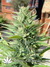 AutoDurban Poison - автофеминизированные семена конопли от Dutch Passion