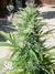 AutoDurban Poison - автофеминизированные семена конопли от Dutch Passion