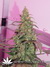 AutoDurban Poison - автофеминизированные семена конопли от Dutch Passion