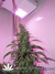 AutoDurban Poison - автофеминизированные семена конопли от Dutch Passion