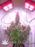 AutoDurban Poison - автофеминизированные семена конопли от Dutch Passion