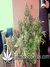 AutoDurban Poison - автофеминизированные семена конопли от Dutch Passion