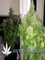 AutoDurban Poison - автофеминизированные семена конопли от Dutch Passion