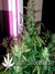 AutoDurban Poison - автофеминизированные семена конопли от Dutch Passion