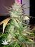 AutoDurban Poison - автофеминизированные семена конопли от Dutch Passion