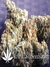 AutoDurban Poison - автофеминизированные семена конопли от Dutch Passion
