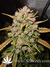 AutoDurban Poison - автофеминизированные семена конопли от Dutch Passion