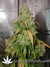 AutoDurban Poison - автофеминизированные семена конопли от Dutch Passion