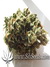 AutoDurban Poison - автофеминизированные семена конопли от Dutch Passion