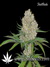 Auto C4-matic fem - автоцветущие феминизированные семена конопли от Fast Buds