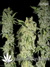 Auto C4-matic fem - автоцветущие феминизированные семена конопли от Fast Buds