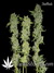 Auto C4-matic fem - автоцветущие феминизированные семена конопли от Fast Buds