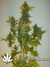Auto C4-matic fem - автоцветущие феминизированные семена конопли от Fast Buds