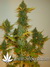Auto C4-matic fem - автоцветущие феминизированные семена конопли от Fast Buds