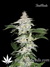 Auto Crystal METH fem - автоцветущие феминизированные семена конопли от Fast Buds