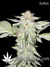 Auto Crystal METH fem - автоцветущие феминизированные семена конопли от Fast Buds