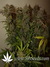 Auto Crystal METH fem - автоцветущие феминизированные семена конопли от Fast Buds