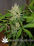Auto Crystal METH fem - автоцветущие феминизированные семена конопли от Fast Buds