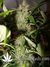 Auto Crystal METH fem - автоцветущие феминизированные семена конопли от Fast Buds
