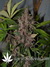 Auto Crystal METH fem - автоцветущие феминизированные семена конопли от Fast Buds