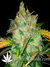 Auto Crystal METH fem - автоцветущие феминизированные семена конопли от Fast Buds