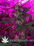Auto Crystal METH fem - автоцветущие феминизированные семена конопли от Fast Buds