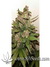 Auto Crystal METH fem - автоцветущие феминизированные семена конопли от Fast Buds