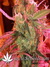 Auto Crystal METH fem - автоцветущие феминизированные семена конопли от Fast Buds