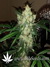 Auto Crystal METH fem - автоцветущие феминизированные семена конопли от Fast Buds