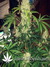 Auto Crystal METH fem - автоцветущие феминизированные семена конопли от Fast Buds