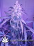 Auto Crystal METH fem - автоцветущие феминизированные семена конопли от Fast Buds