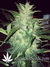 Auto Crystal METH fem - автоцветущие феминизированные семена конопли от Fast Buds