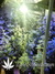 Auto Crystal METH fem - автоцветущие феминизированные семена конопли от Fast Buds