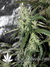 Auto Crystal METH fem - автоцветущие феминизированные семена конопли от Fast Buds