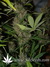 Auto Crystal METH fem - автоцветущие феминизированные семена конопли от Fast Buds