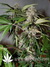 Auto Crystal METH fem - автоцветущие феминизированные семена конопли от Fast Buds