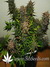 Auto Crystal METH fem - автоцветущие феминизированные семена конопли от Fast Buds