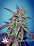 Auto Crystal METH fem - автоцветущие феминизированные семена конопли от Fast Buds