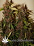 Auto Crystal METH fem - автоцветущие феминизированные семена конопли от Fast Buds