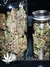 Auto Crystal METH fem - автоцветущие феминизированные семена конопли от Fast Buds